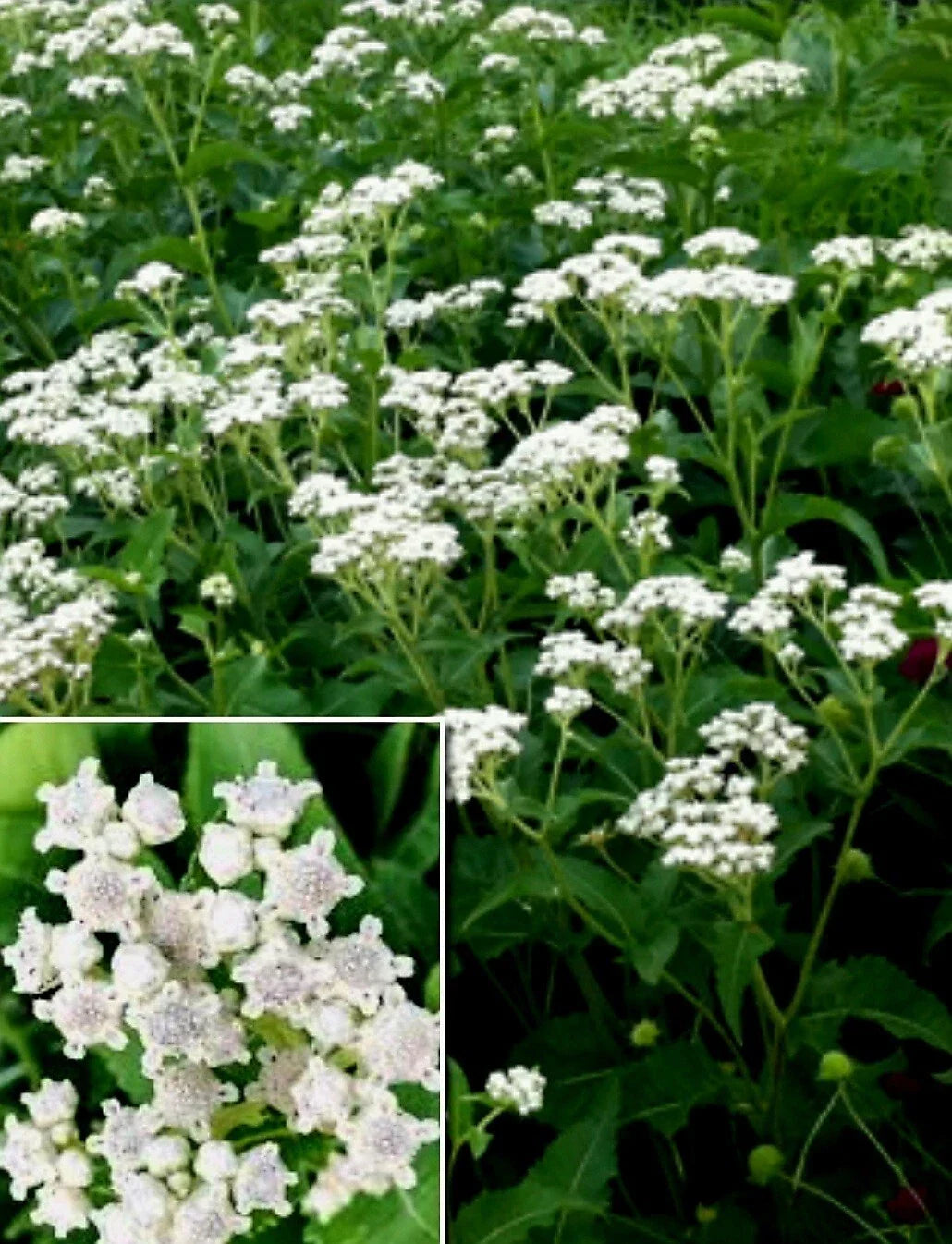 Wildflower Seeds - 100+ Quinine Seeds - Parthenium integrifolium - Medicinal Herb for Gardens & Natural Landscaping