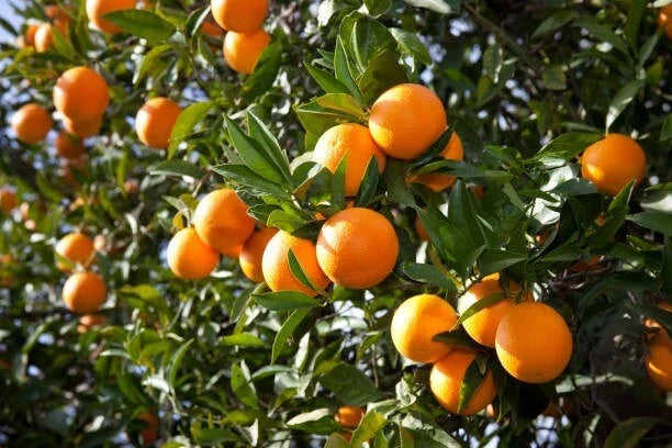 Orange Fruit Tree Scions Cuttings 6-8 Inches - Citrus × sinensis - Grafting & Rooting for Home Gardening and Orchards
