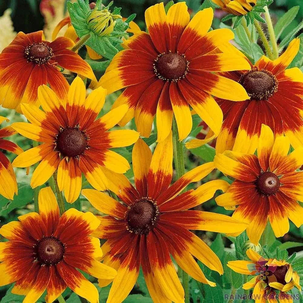 Gloriosa Rudbeckia Seeds Pack – Over 200 Non-GMO Yellow Flowers for Garden Planting – Rudbeckia hirta, Attracts Pollinators, USA Grown
