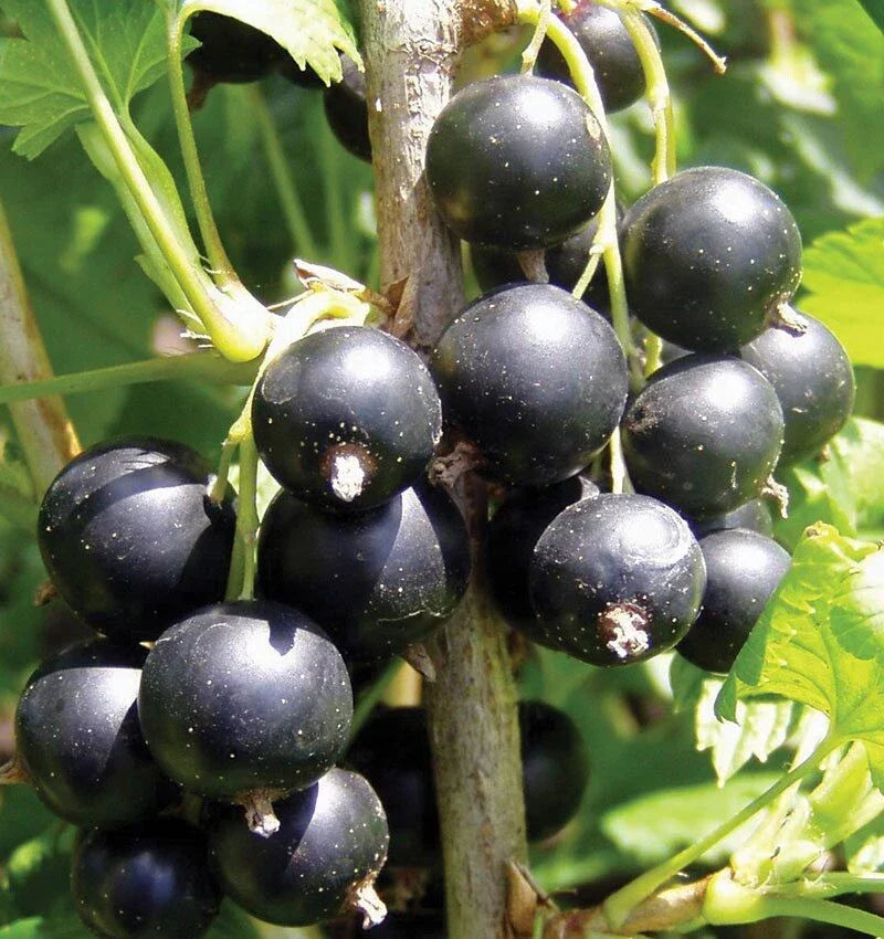 Black Consort Currant Live Plant Bare Root Ribes nigrum 1-2 Years Old for Home Gardens and Orchards