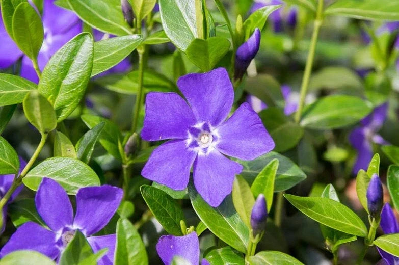 Periwinkle Ground Cover Plants – 20+ Live Vinca Minor – Low Maintenance, Dense Greenery for Gardens & Landscaping