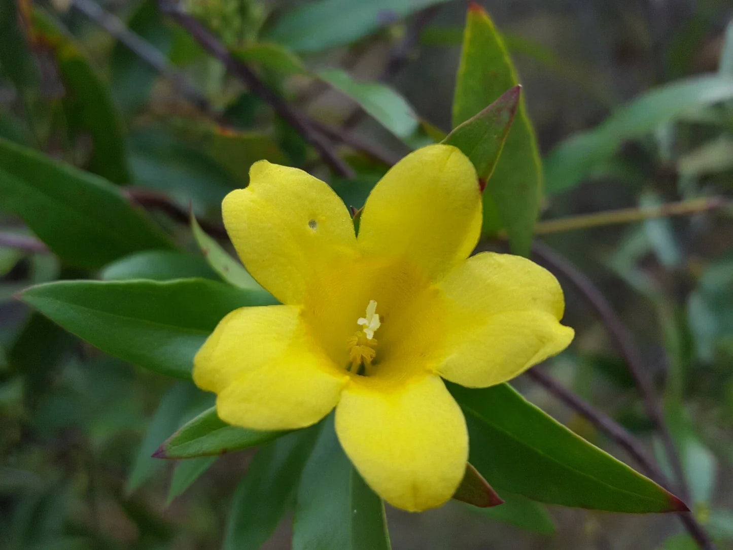 Yellow Jasmine Seeds Pack of 25 | Gelsemium Sempervirens Perennial Climbing Vine with Fragrant Yellow Flowers