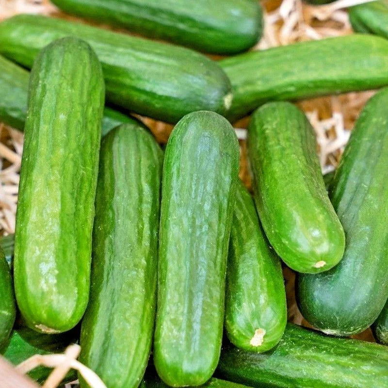 Organic Muncher Cucumber Seeds - 30+ Count - Cucumis sativus - Patio Container Vegetable Gardening