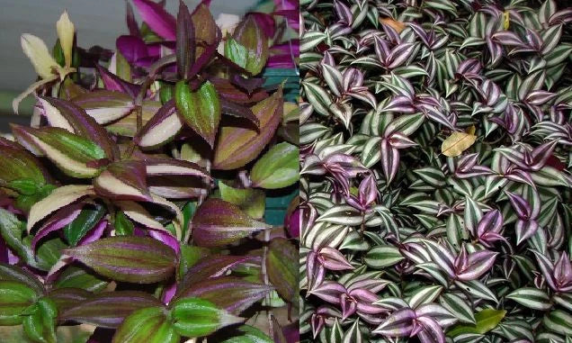 Tradescantia Fluminensis & Zebrina Wandering Jew Starter Plants - Indoor Houseplants, Trailing Vines, Colorful Foliage