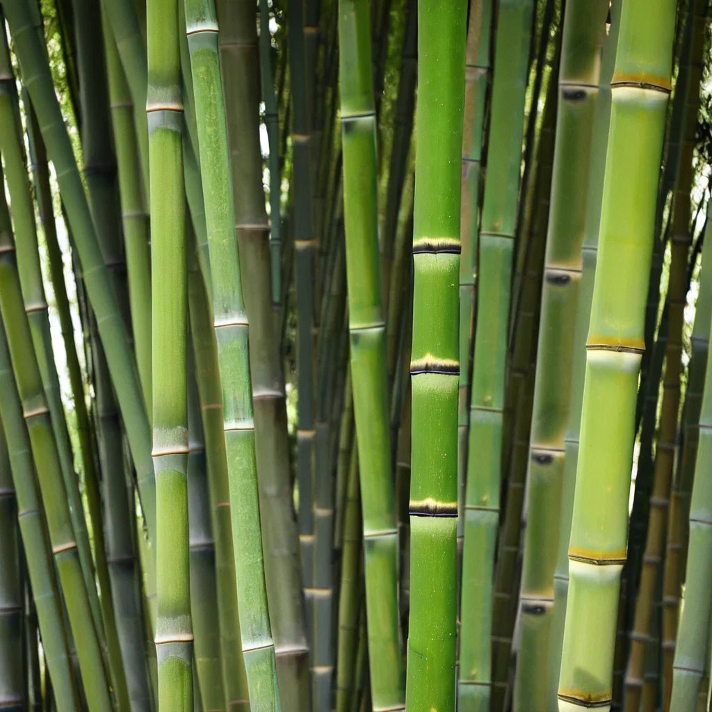 50 Bamboo Seeds Clumping Privacy Screen Garden Shade Bambusa arundinacea Seeds