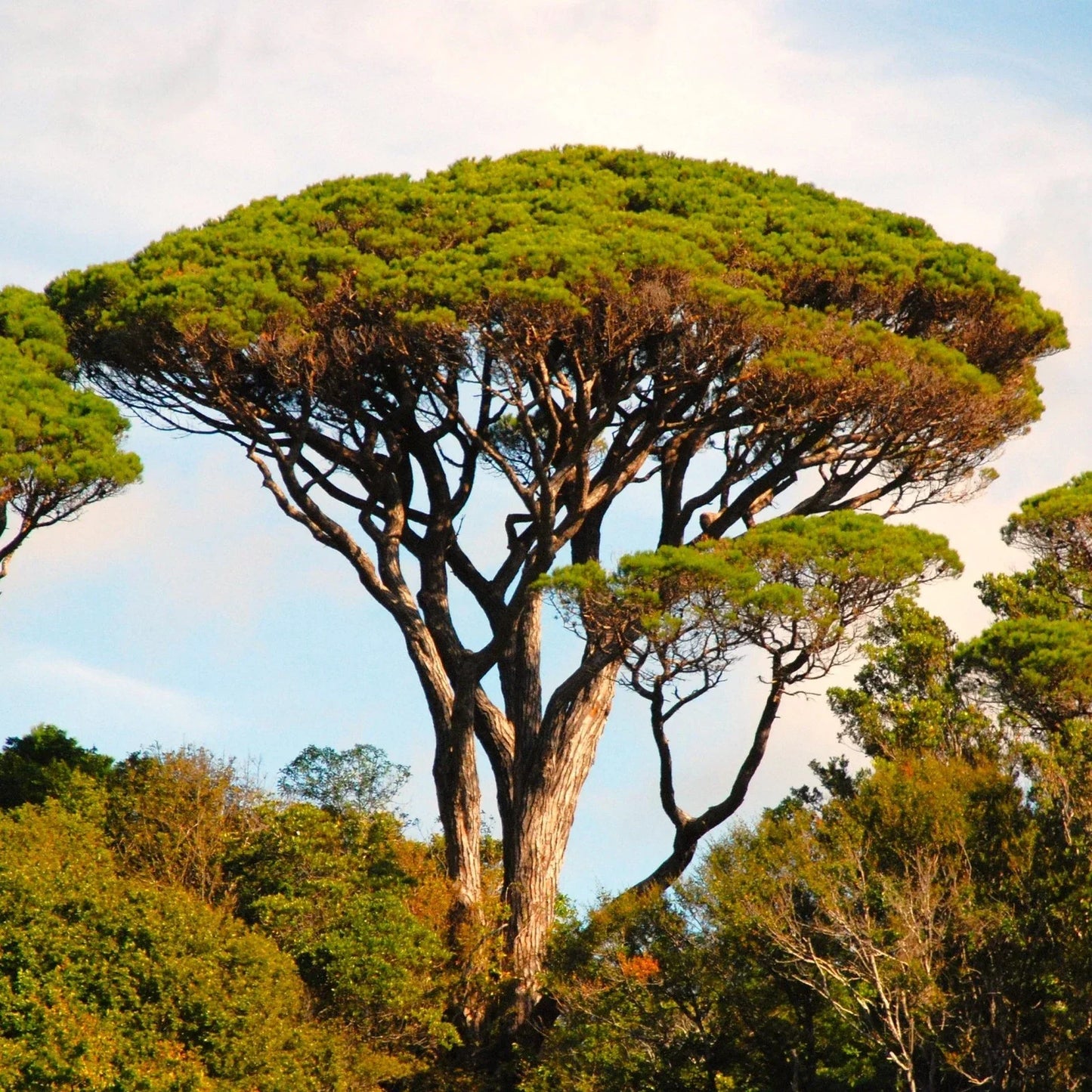 Stone Pine Tree Seeds Pack - Pinus Pinea Umbrella Pine for Landscaping and Nut Production