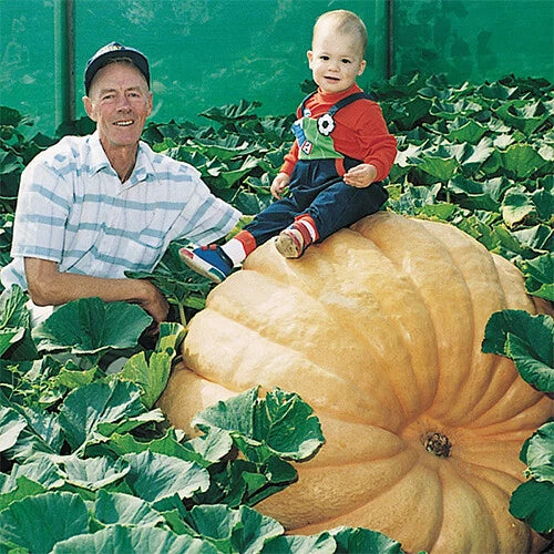 Dill's Atlantic Giant Pumpkin Seeds Pack | Heirloom Non-GMO Cucurbita pepo for Giant Pumpkins | Easy to Grow