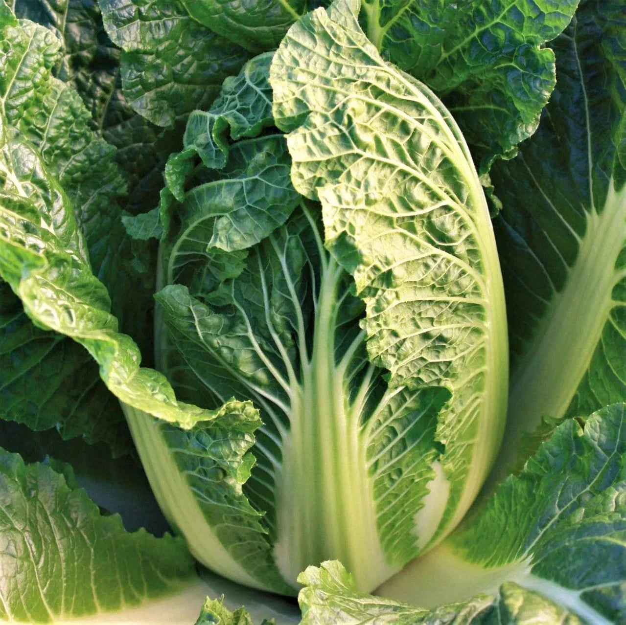 Chinese Napa Cabbage Seeds - Brassica rapa var. pekinensis, 200+ Seeds, Organic, Non-GMO, Full Sun, USDA Certified, for Spring & Fall Planting