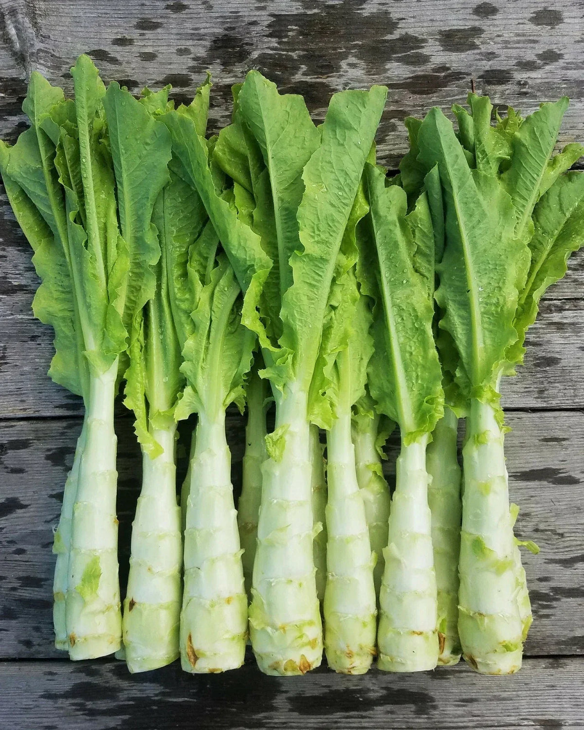 Celtuce Seeds | 100 Seeds | Summer 38 Chinese Stem Lettuce | Lactuca sativa var. angustana | Asian Vegetable Seed