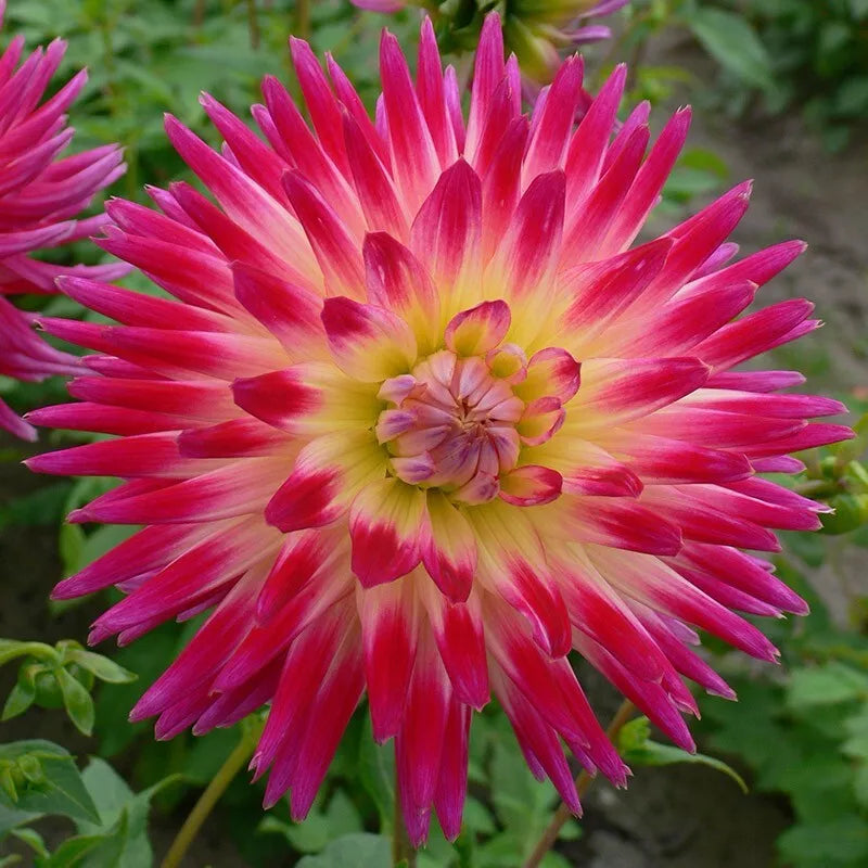 Dahlia Tubers 2 Count Tahiti Sunrise Vibrant Multicolored Blooms Dahlia pinnata