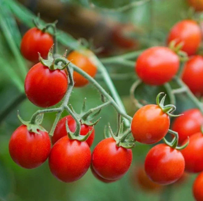 Cherry Tomato Seeds - Sweetie Heirloom Indeterminate Non-GMO Pack of 50 - Juicy, Sweet, Red Solanum lycopersicum