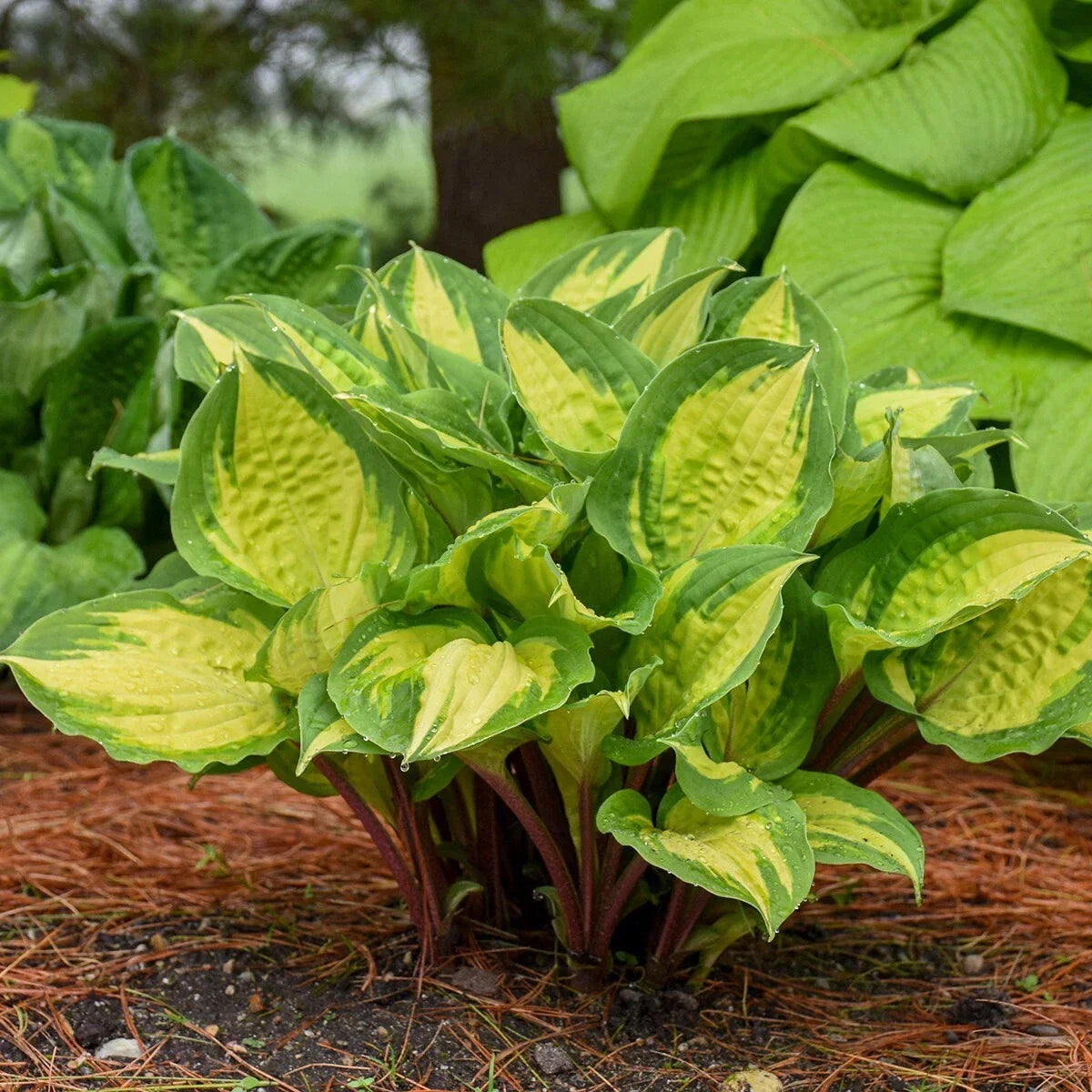 Hosta Plant 5.25-Inch Pot Island Breeze Perennial Shade Foliage Hostas spp.
