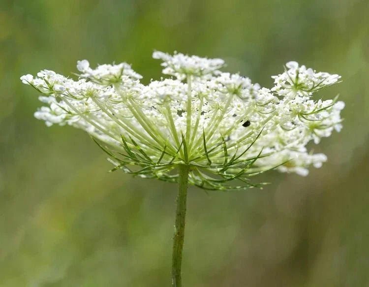 Queen Anne's Lace Seeds - Organic Wildflower Seeds for Gardens, Daucus carota, Perennial, Non-GMO, Attracts Pollinators