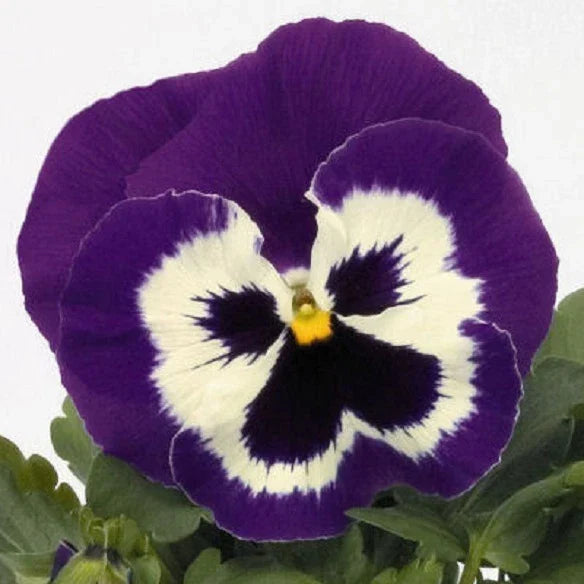 Pansy Seeds 50 Count Purple Mariner Viola tricolor var. hortensis Annual Flower Seeds for Garden, Containers, Borders