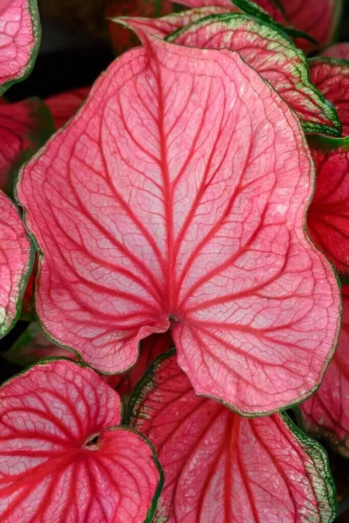 Caladium Bulbs - 10 Pink Symphony - Colorful Foliage Plants - Caladium x hortulanum - Perennial Elephant Ears for Garden