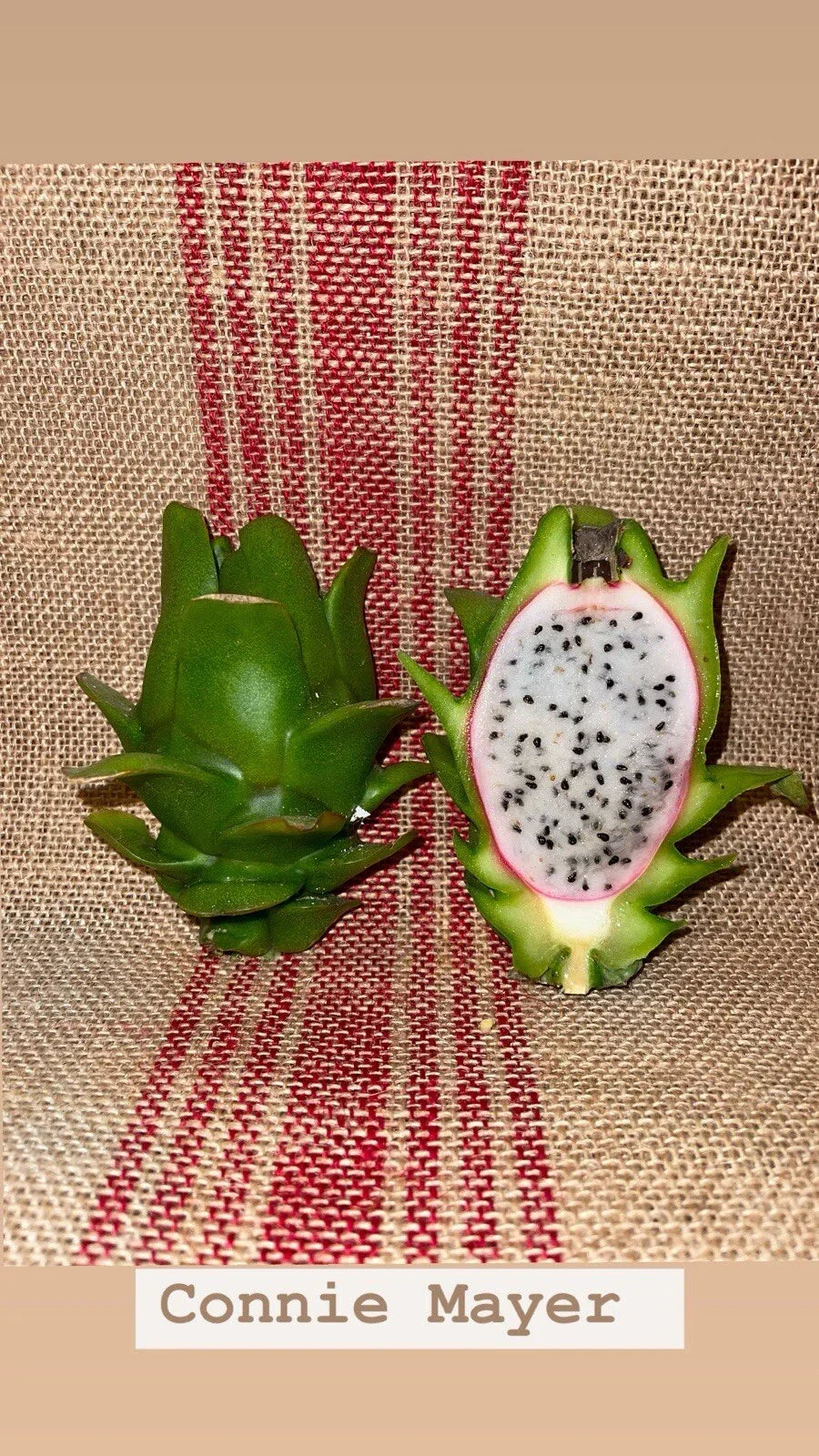 Sedum spurium Cuttings | Mature Succulent Plant | Connie Mayer Variety for Gardening & Containers