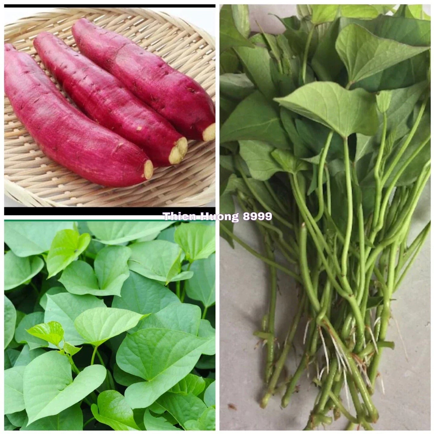 Red Japanese Sweet Potato Slips - 10 Organic Ipomoea batatas Planting Cuttings for Home Garden