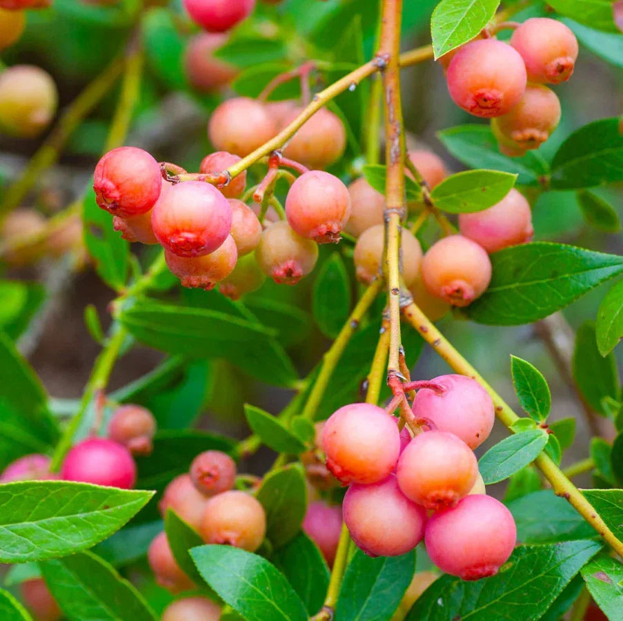 Set of 3 Live Pink Lemonade Blueberry Plants – Rooted 4-6" Vaccinium corymbosum Edible Fruit Plants