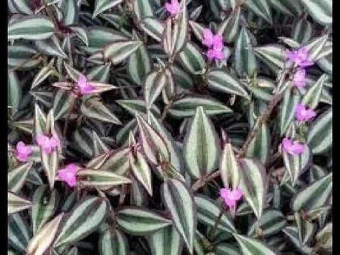 Purple Zebra Wandering Jew Cuttings – 50 Stem Propagation Set – Tradescantia Zebrina Indoor Plant Clippings