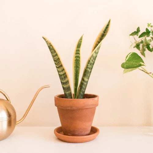 Snake Plant Cuttings – Unrooted Mother-In-Law Tongue Sansevieria Live Plant for Propagation and Indoor Decor