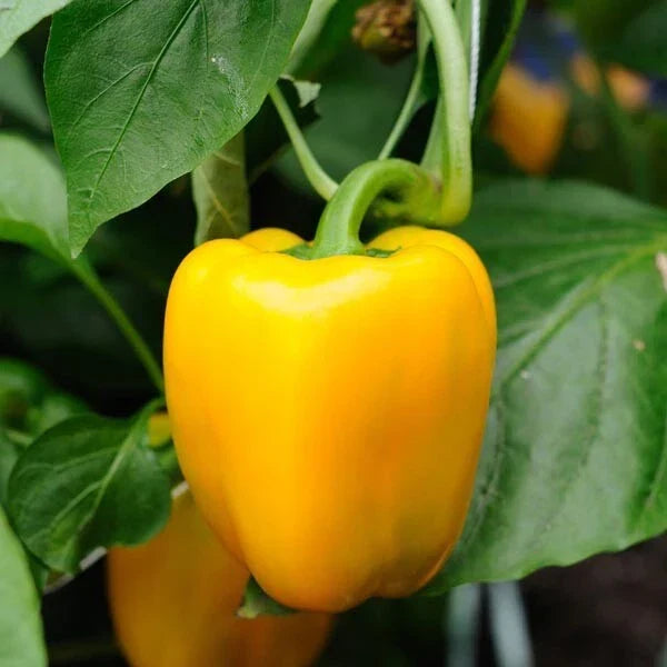 Canary Yellow Bell Pepper Seeds 50+ Capsicum Annuum Sweet Vegetable for Garden, Indoor & Outdoor Planting