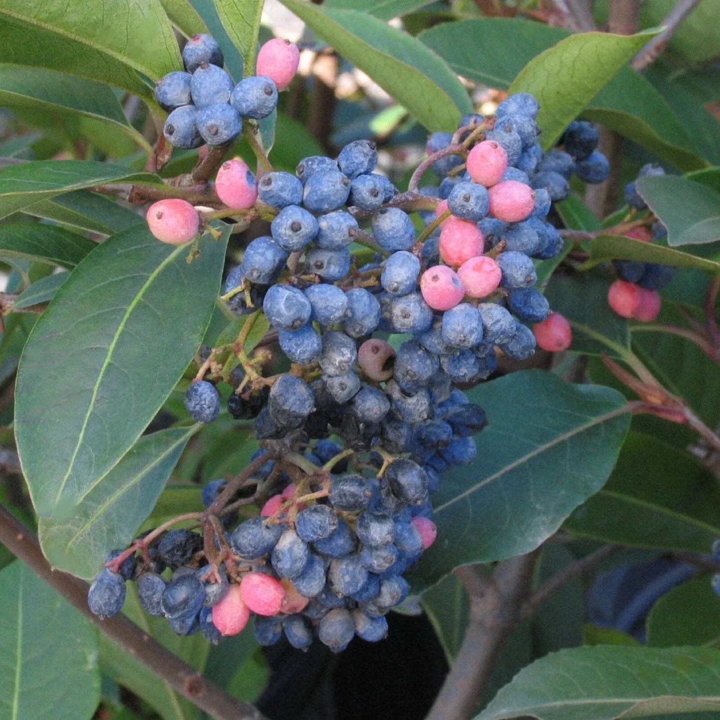 Wild Raisin Organic Tea Seeds - Viburnum cassinoides - Deciduous Shrub for Herbal Tea & Garden | 20 Seeds