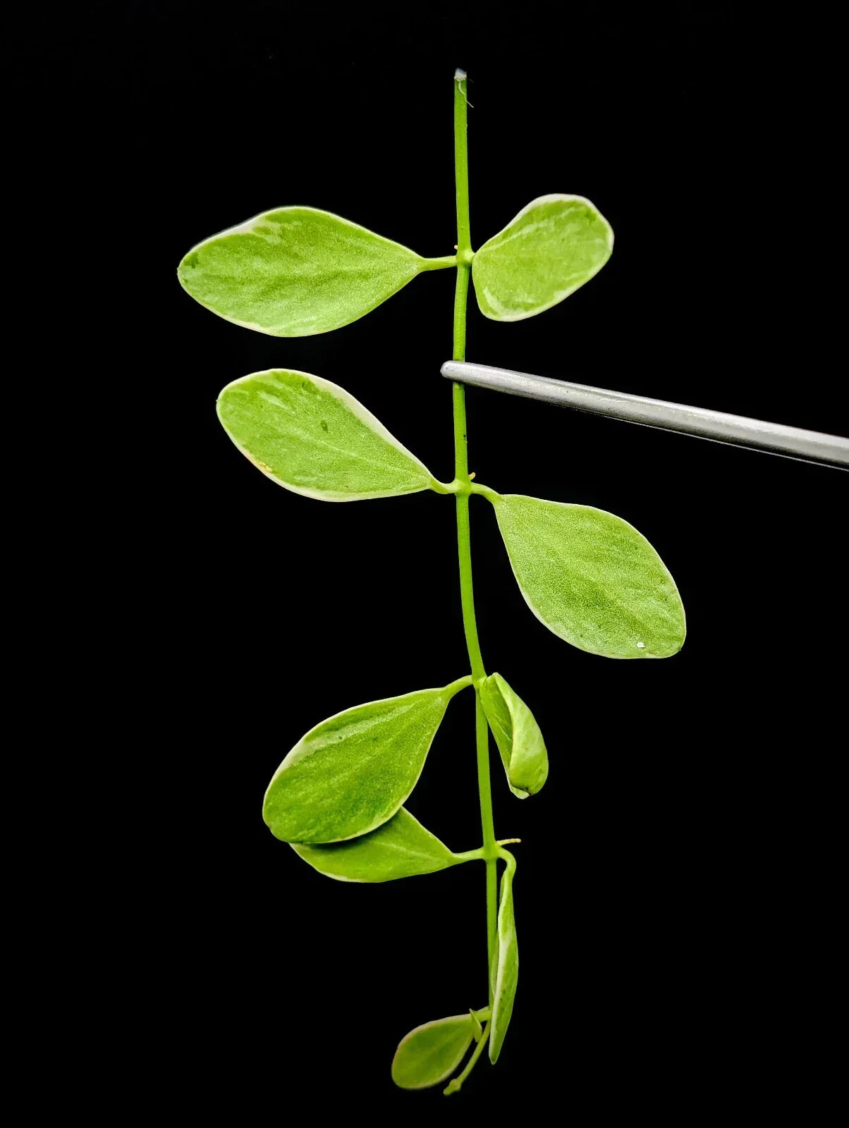 Dischidia Oiantha Variegata Cutting – Rare Variegated Houseplant for Propagation and Collection