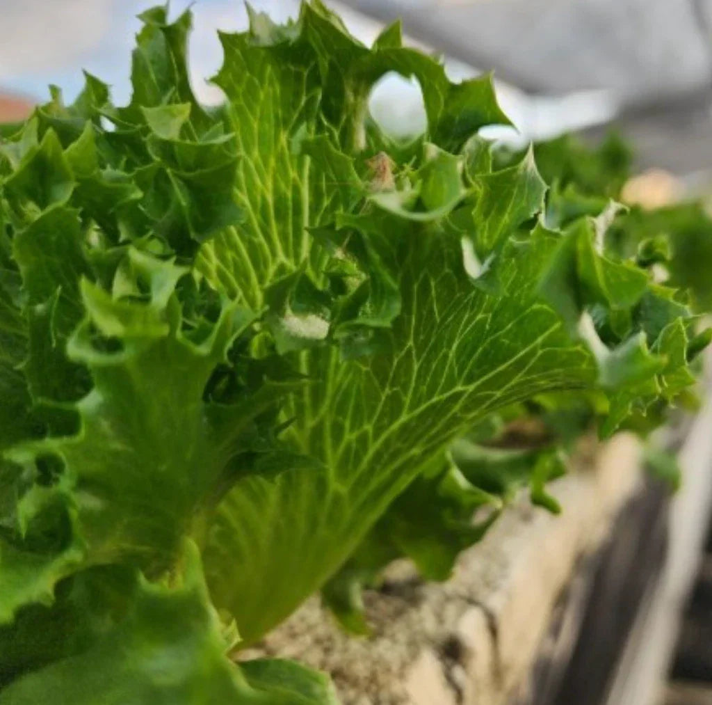 Tango Lettuce Seeds - Heirloom Loose Leaf Variety - 2000+ Seeds for Home Gardening & Salad Crops - Lactuca sativa