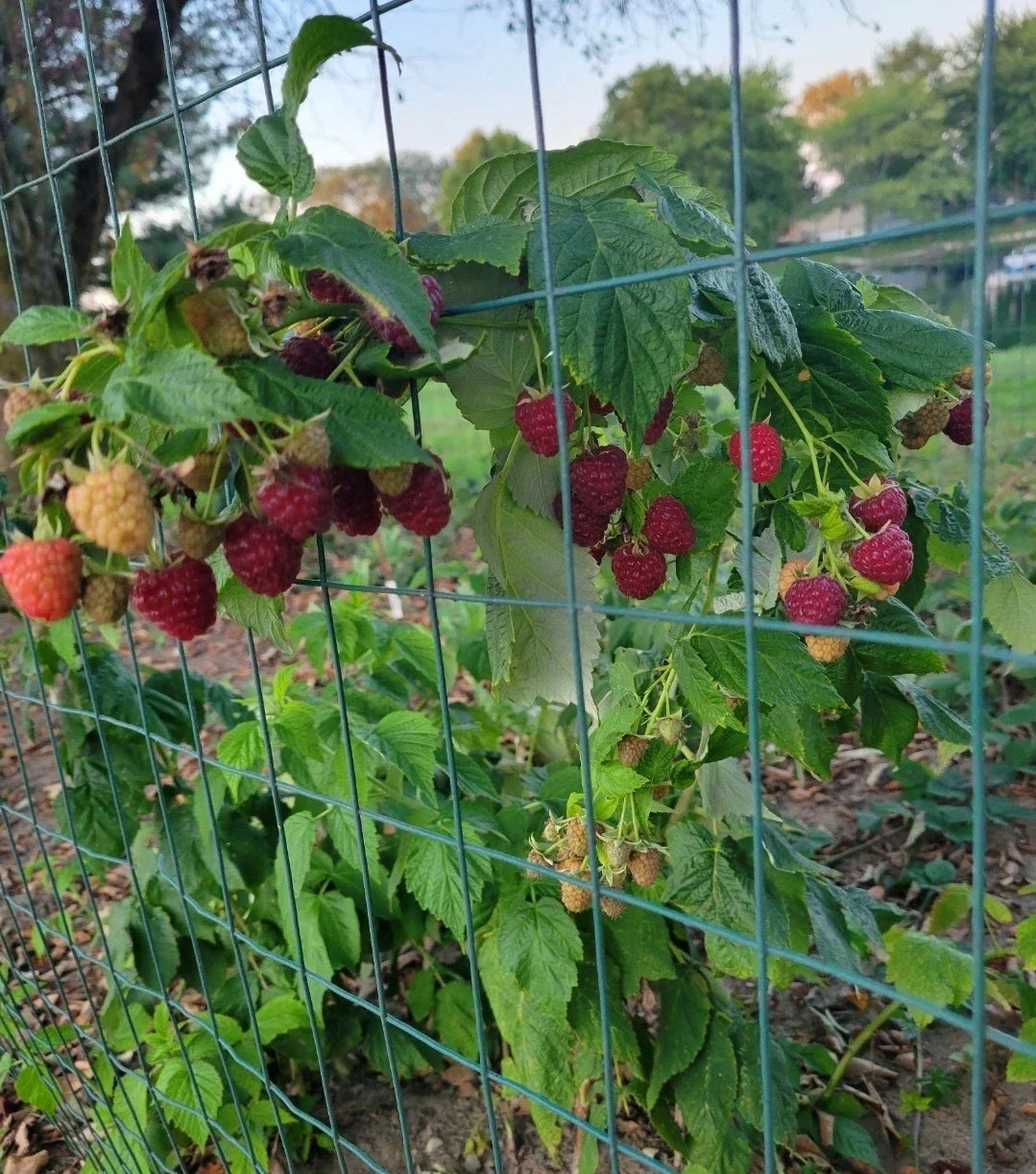 Thornless Raspberry Plant - Joan J Variety - Juicy Berries - Rubus idaeus 'Joan J' - Perennial Shrub for Garden & Containers