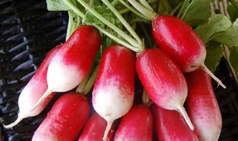 French Breakfast Radish Seeds - 50+ Non-GMO Seeds - Raphanus sativus - Fast-Growing, Ideal for Home Gardens