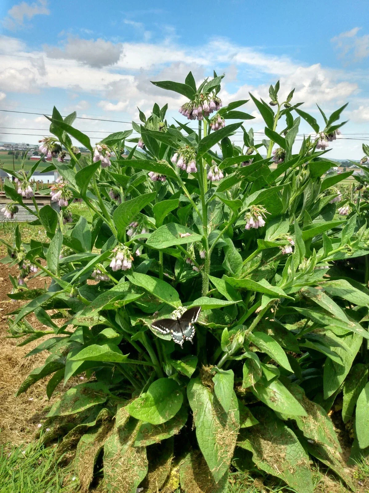 Comfrey Plant Cuttings 12 Root Cuttings Bocking #4 Symphytum × uplandicum Healing Herb Non-invasive Medicinal Herb