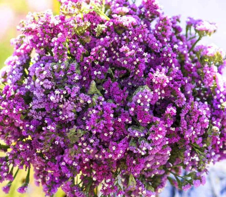 Statice Seeds - TWILIGHT Purple Dried Flower Cuttings - Non-GMO Limonium sinuatum - 100 Seeds for Bouquets & Arrangements