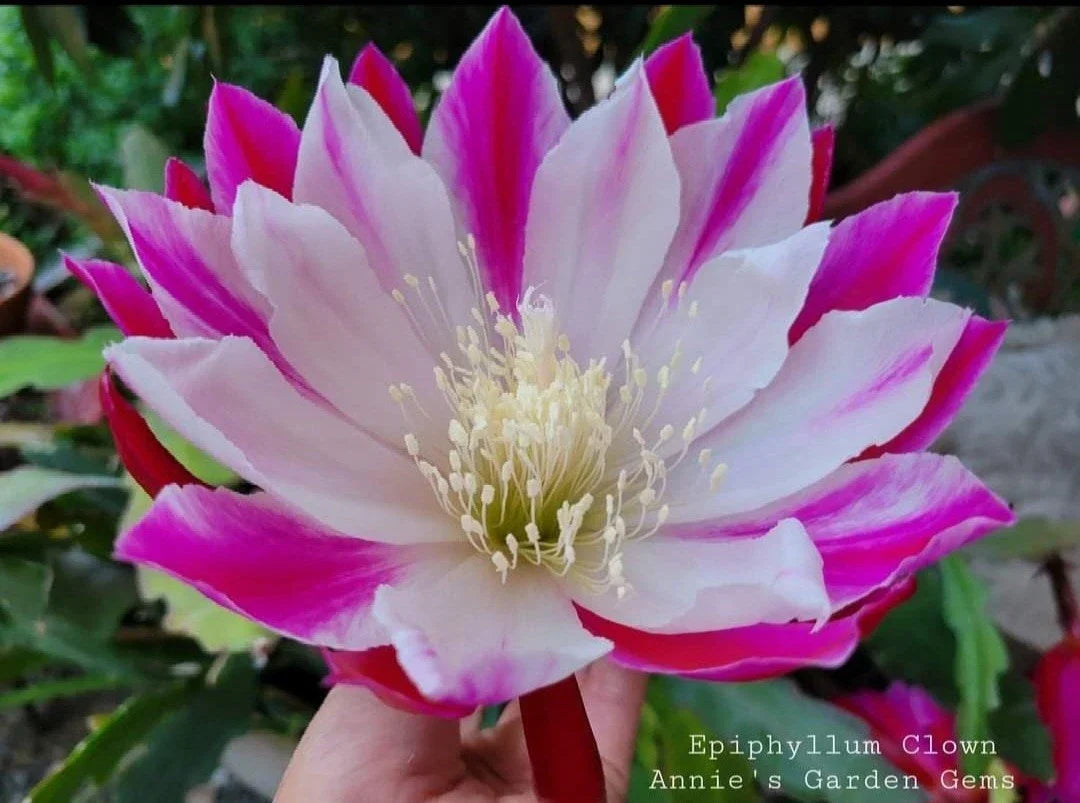 Epiphyllum Clown Unrooted Cuttings 8-10 Inches - Orchid Cactus (Epiphyllum oxypetalum) for Propagation and Gardening