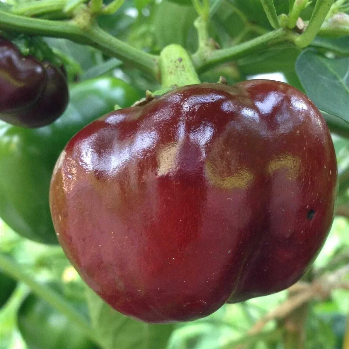 Chocolate Beauty Bell Pepper Seeds - Non-GMO Heirloom Vegetable Seeds for Home Garden, Capsicum annuum, 30+ Seeds