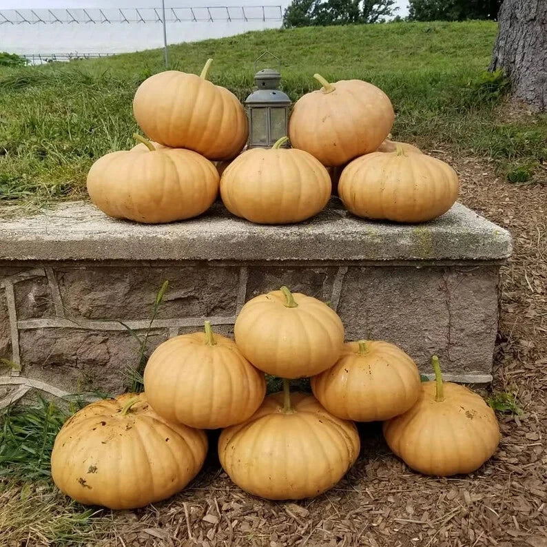 Organic Pumpkin Seeds - 10 Count - Long Island Cheese - Cucurbita maxima - USA Grown, Heirloom, Sweet Flavor