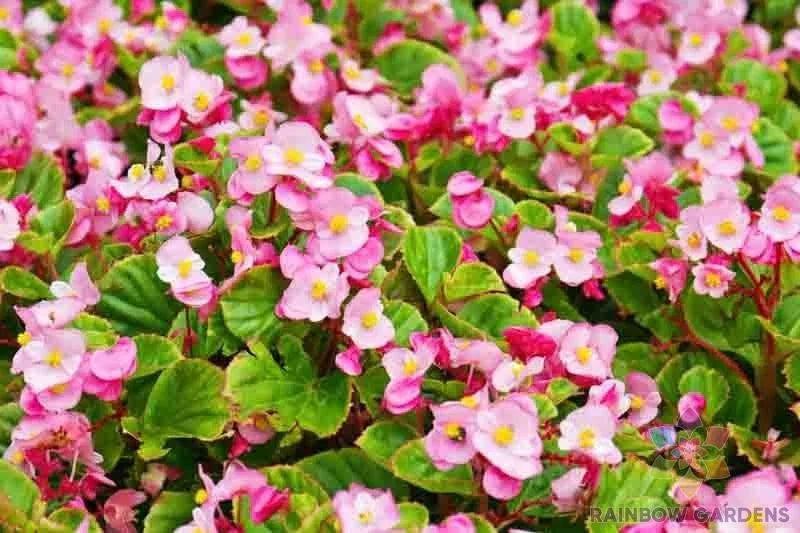 Wax Begonia Seeds - 25+ Pack for Garden Planting - Begonia x semperflorens - Vibrant, Waxy Leaves, Attracts Pollinators