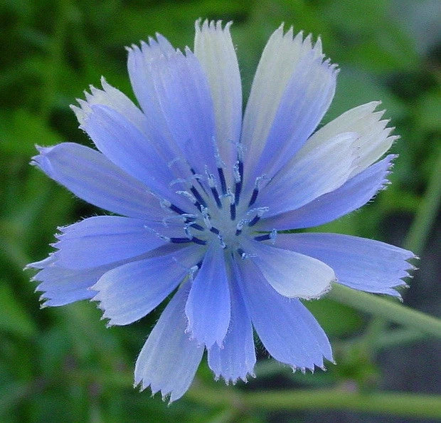 Chicory Seeds 1000 Pack - Blue Beauty Variety - Coffee Substitute - Cichorium intybus - Perennial Garden Seeds