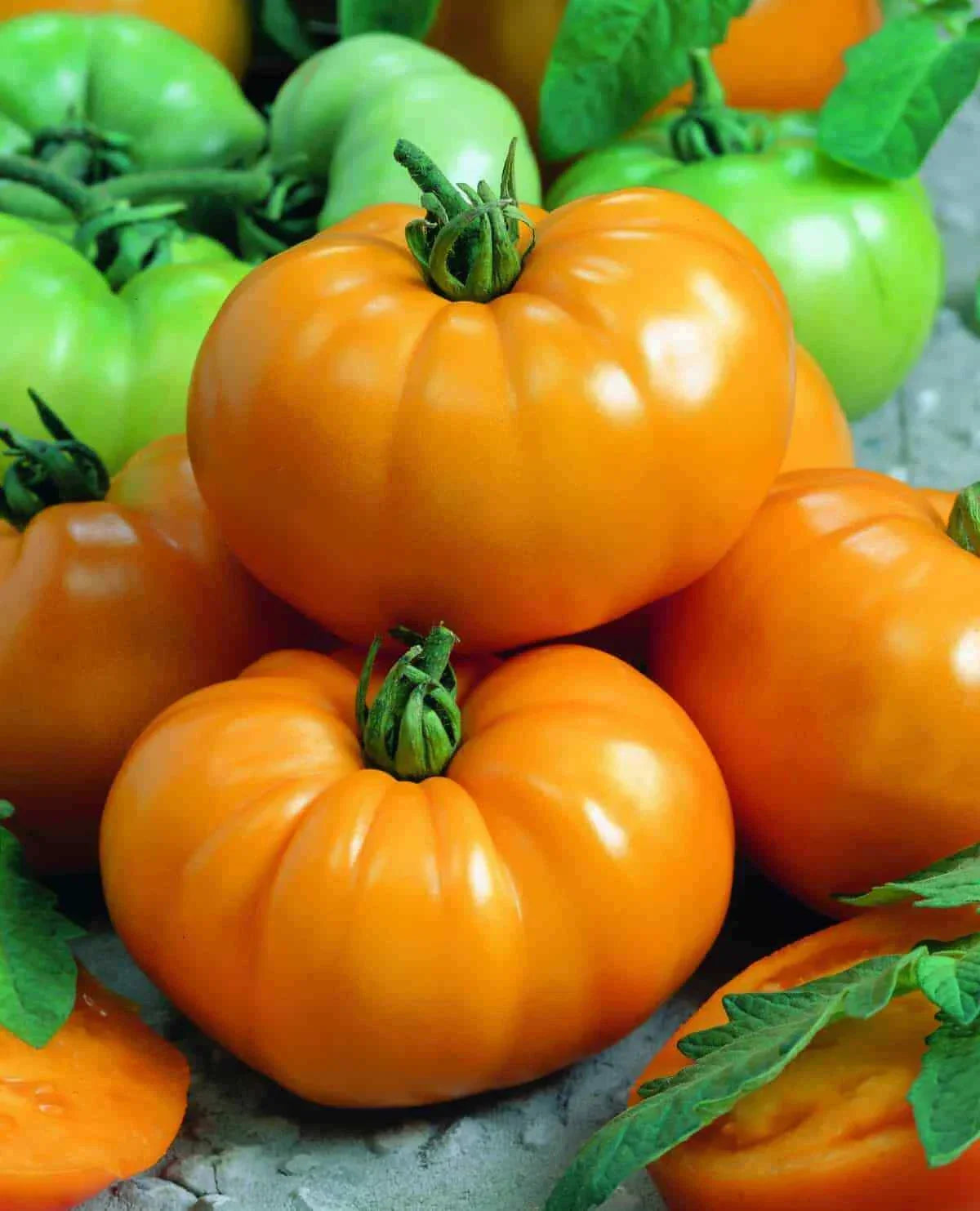 Tomato Slicer Live Plants Set of 2 - Chef's Choice Yellow, Heirloom, Disease Resistant, Solanum lycopersicum - 4+ Inches
