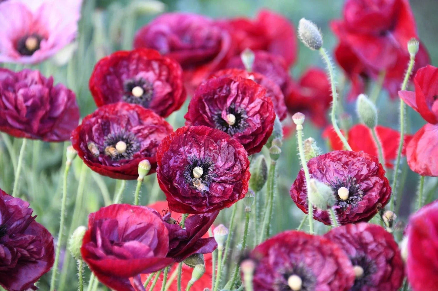 Shirley Poppy Seeds - 200+ Non-GMO Papaver rhoeas for Garden, Borders & Wildflower Mixes, Full Sun, Easy to Grow