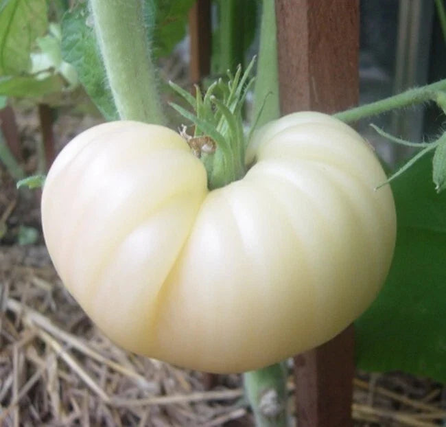 Great White Beefsteak Tomato Seeds - Heirloom Organic Non-GMO Solanum lycopersicum, Juicy Large Tomatoes for Salads & Sandwiches