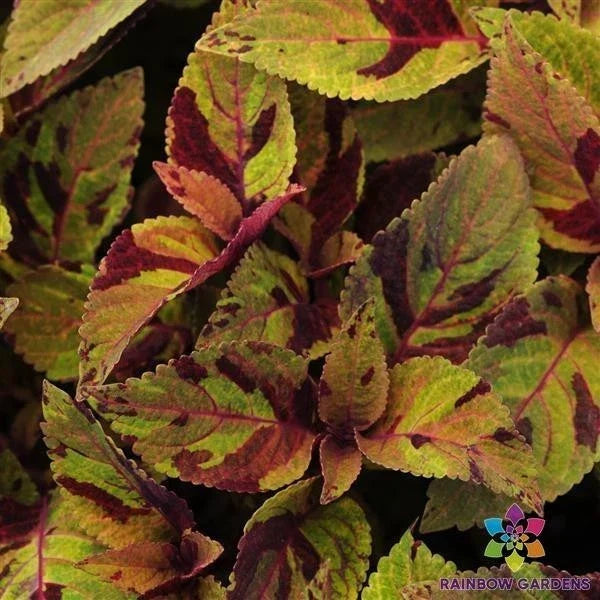 25 Premium Sun Mighty Mosaic Coleus Seeds - Colorful Foliage for Gardens & Containers - Coleus blumei