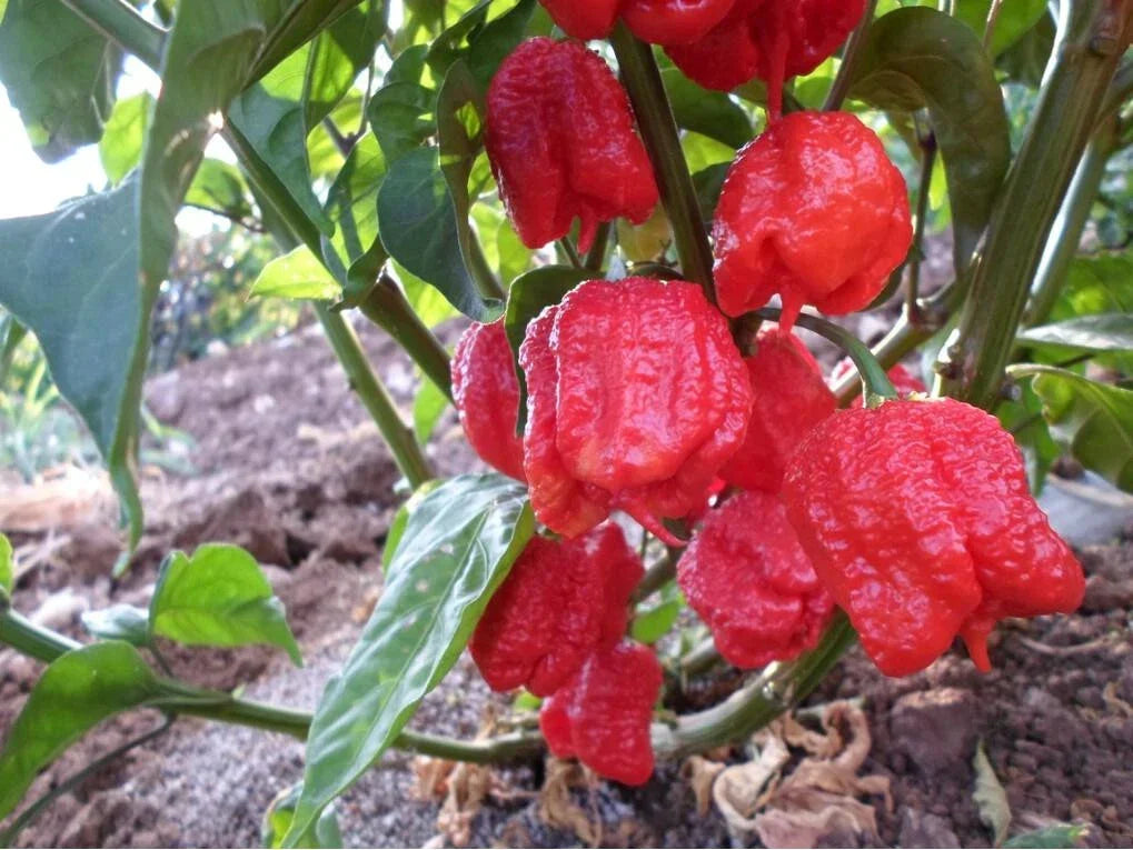 Carolina Reaper Seeds - Large Pack of 10 - Super Hot Capsicum chinense - Guinness World Record Hot Pepper Seeds