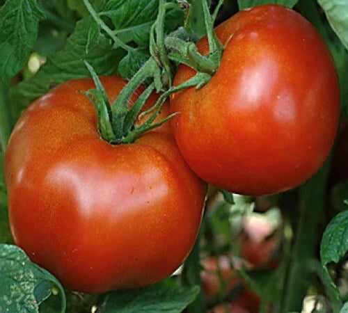 Rutgers Tomato Seeds - Heirloom Slicer Variety - Solanum lycopersicum - Perfect for Sauce and Fresh Eating, 25 Seeds Pack