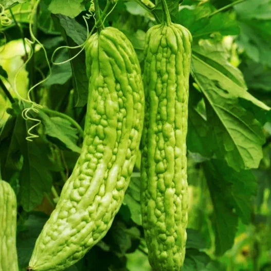 Bitter Melon Seeds - 15+ Count - Green Skin Momordica charantia - Heirloom Vegetable for Home Garden & Cooking