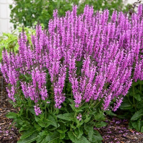 Back to the Fuchsia Salvia Seeds | Perennial Flower Seeds | Salvia splendens | Vibrant Fuchsia Blooms for Gardens & Containers