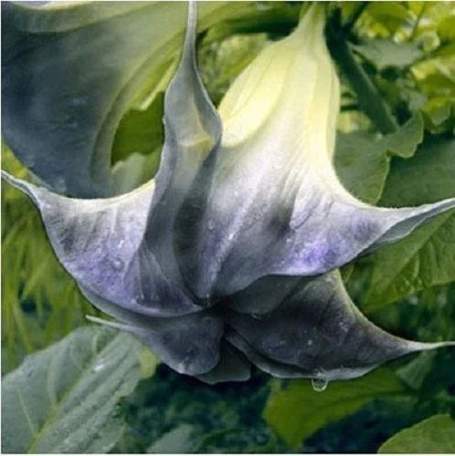 Black Angel Trumpet Seeds - Brugmansia Datura, Fragrant Dark Purple to Black Flowers, 10 Pack for Garden, Container & Border Planting