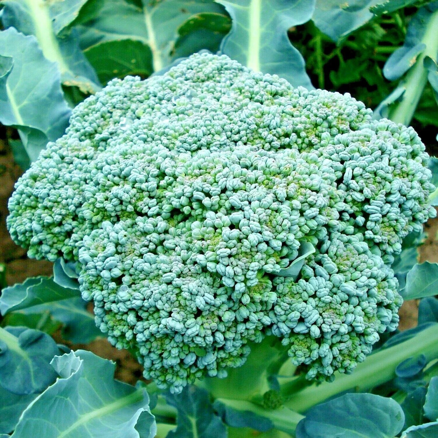 Organic Heirloom Green Sprouting Broccoli Seeds – 300+ Brassica oleracea for Cool Season Gardens, Non-GMO, High Germination