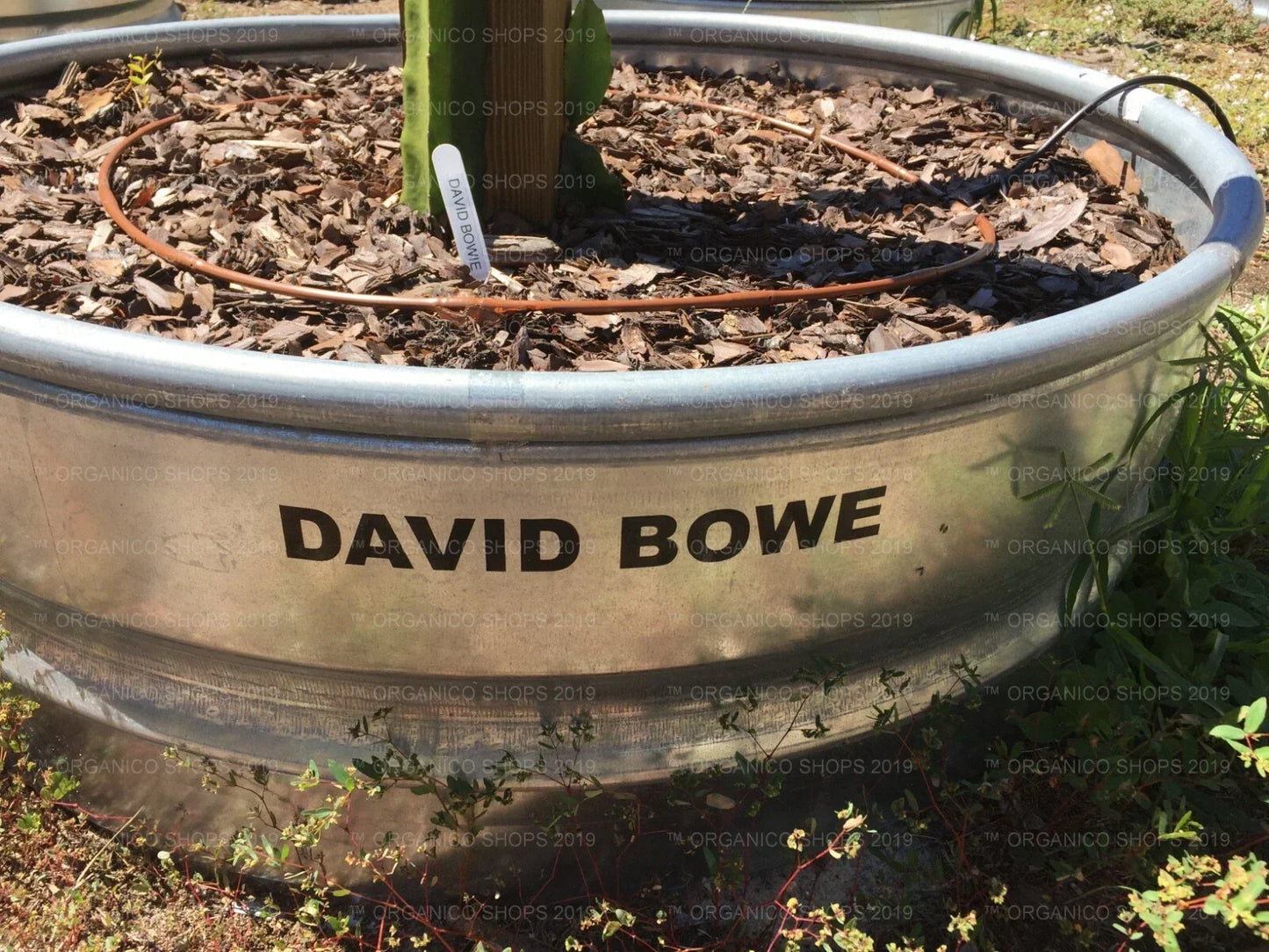 Dragon Fruit Cutting - David Bowe Variety - Hylocereus undatus - Tropical Climbing Cactus for Indoor & Outdoor Gardens