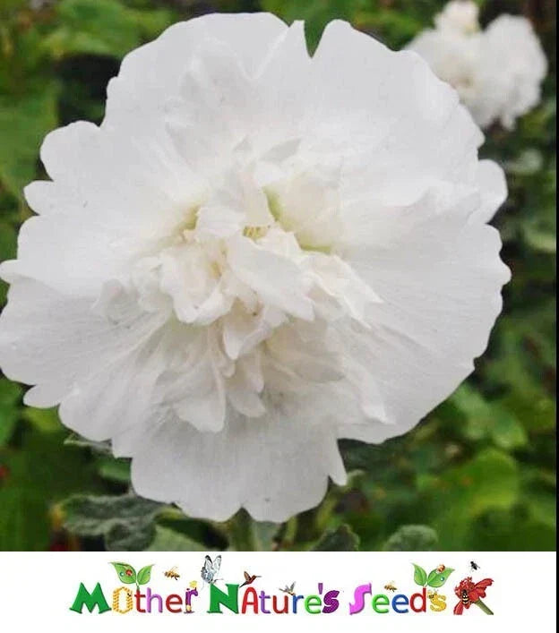 Hollyhock Seeds - Dwarf Majorette Double White - Non-GMO Alcea rosea Biennial Garden Flowers - 50 Seeds
