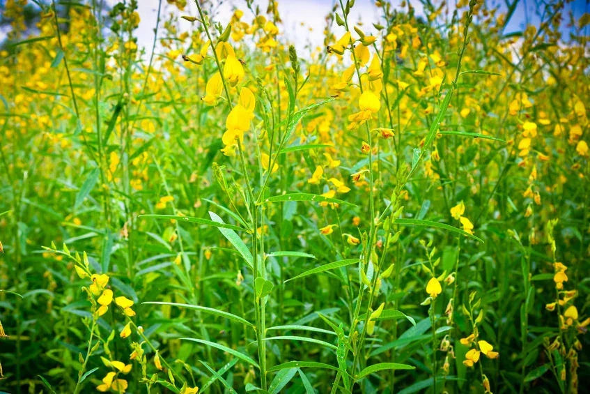 Wildflower Seeds - 20 Smooth Rattlebox Seeds - Crotalaria pallida - Native Wildflower for Garden Attracts Beneficial Insects